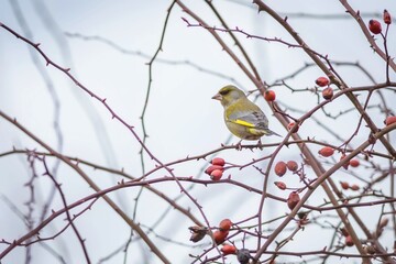 The male of a European greenfinch perching on dog rose bush with brown twigs and red hips. Blue sky in the background.