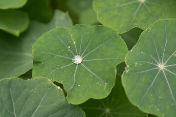A drop of water on a green leaf Green leaves and dew drops 