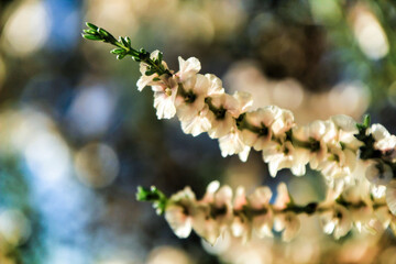 Salsola oppositifolia flowers under the sun