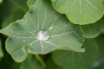 A drop of water on a leaf A drop of dew in a flower garden A drop of water in a garden in spring 
