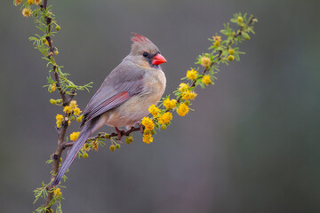 Northern cardinal in habitat.