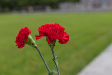 Concept background of May 9 russian holiday Victory Day. two Red carnations isolated on blurred background. flowers on the memorial to fallen soldiers,copy space
