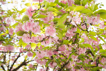 Fototapeta premium beautiful spring cherry blossom in Uzhgorod.