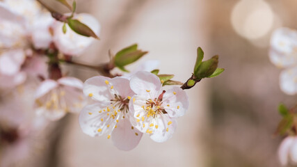 spring background, blossoming cherry tree, flowers on the tree blossomed in spring in the park brown background, filter applied