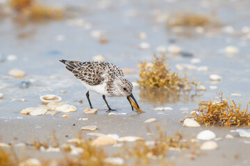 Sanderling feeding.