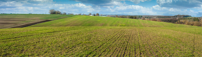 Fototapeta na wymiar Panoramic field of winter wheat after winter, yellowing, lack of nitrogen fertilizers, disease