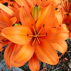 close up of orange tiger lilly flower - obrazy, fototapety, plakaty