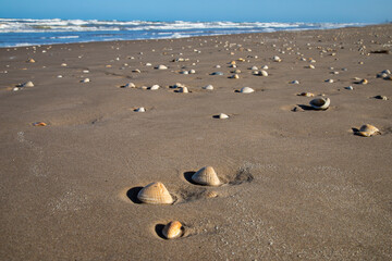 Sea shells on Gulf of Mexico beach.