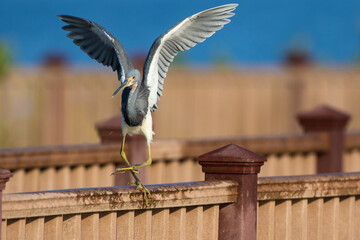 Tricolored heron walking handrail.