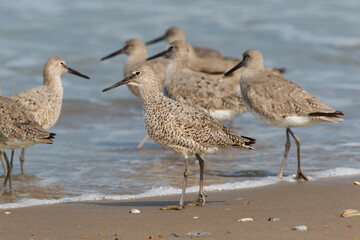 Willets resting.