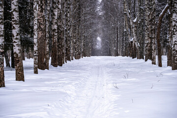Fototapeta premium secluded ski trail through a beautiful and fairytale forest