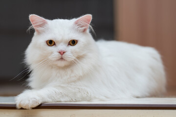 white Persian cat