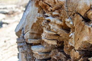 Macro shooting of wood structure. Wood background. Wooden texture. Natural creative decor.