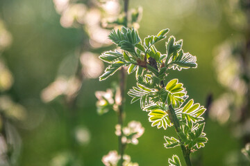 Green bushes with young leaves in the sunset