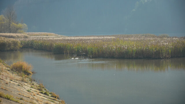 A flock of wild birds flying from a reed growing in the bed of Olt river. Hazy autumn morning. Olt Valley, Romania.
