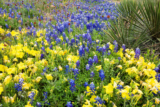 Texas wildflowers in bloom.