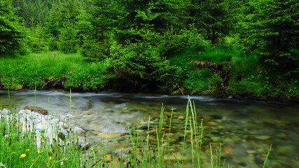Lotru river flowing through a green, grassy meadow under pine tree branches. June, all the plants are blossoming. Carpathia, Romania. 