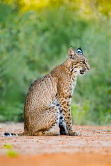 Bobcat (Lynx rufus) sitting.