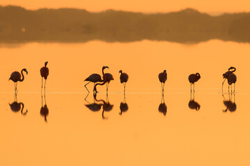 Silueta de Flamingos al amanecer