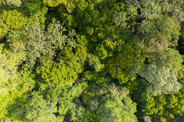 Aerial view photography directly above lush rain forest trees. Untouched jungle, view of the tree tops. Habitat for wild animals and endangered animal species. Dense tropical forest. top view