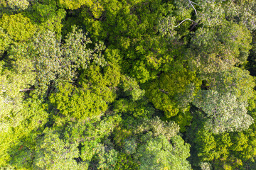 Aerial view photography directly above lush rain forest trees. Untouched jungle, view of the tree tops. Habitat for wild animals and endangered animal species. Dense tropical forest. top view