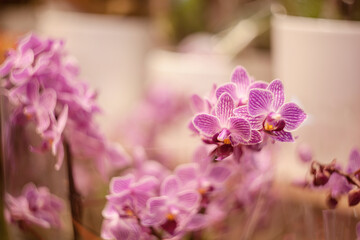 Beautiful purple orchid - phalaenopsis
