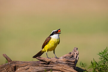 Great Kiskadee (Pitangus sulphuratus) feeding
