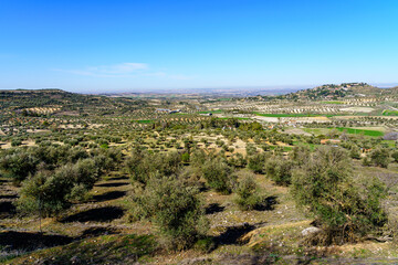 Fototapeta na wymiar Aerial view of a field of green olive trees in the countryside of the province of Madrid.