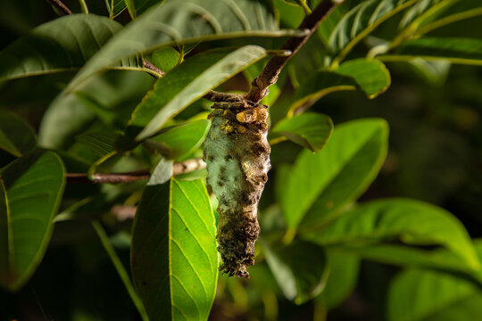 Caculo Insect รูปภาพCasulo – เลือกดูภาพถ่ายสต็อก เวกเตอร์ และวิดีโอ173 | Adobe Stock
