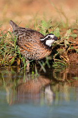 Northern Bobwhite (Colinus virginiana) drinking