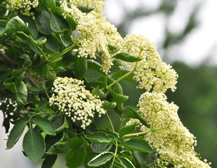 Elderberry blooms in nature
