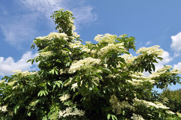 Obraz premium Elderberry blooms in nature