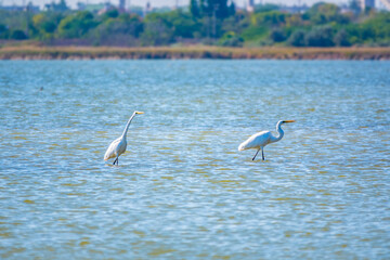 Two white herons stands in the lake