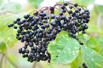 Bunch of elderberries with ripe berries