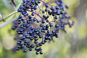 Bunch of elderberries with ripe berries