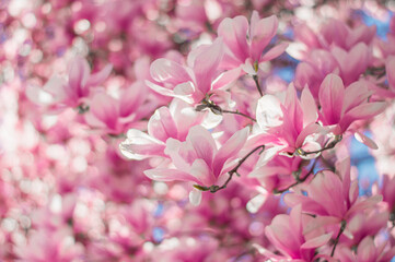 Obraz na płótnie Canvas Magnolia tree bloom in spring. delicate pink bathing flowers in sunlight.
