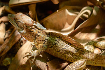 (Basiliscus basiliscus)_reptile_10