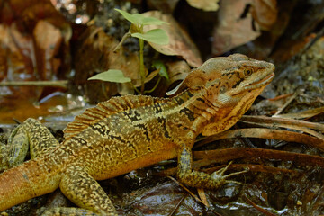 (Basiliscus basiliscus)_reptile_13