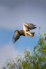 Swainson's Hawk (Buteo swainsoni) in flight.