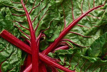 Sweet colorful fresh beet leaves close up, chard, background