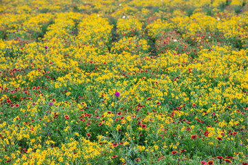 Texas Wildflowers