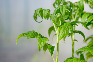 Close up of young tomato leaves. Sunny tomato seedling. A plant in the greenhouse. Vegetables garden.