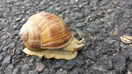 ESCARGOT