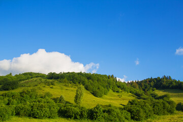 Carpathian nature in summer