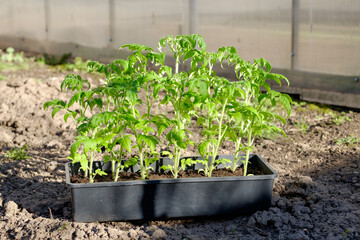 Tomato seedlings in black box in greenhouse. Young sunny tomato plants. Vegetables garden.