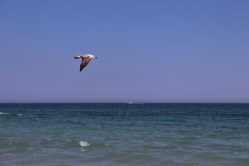 Flying seagull on the beach in Odessa on a very hot and sunny day.