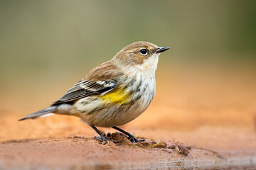 Yellow-rumped Warbler (Dendroica coronata) in winter plumage.