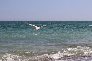 Flying seagull on the beach in Odessa on a very hot and sunny day.
