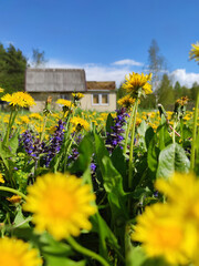 Dandelions in the garden