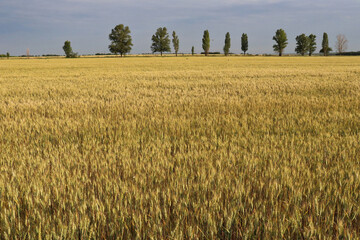 A field of yellow dried grass and spikelets, with trees on the horizon.